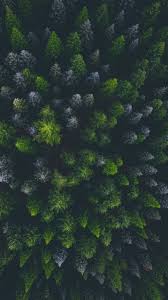 The Latest Iphone11 Iphone11 Pro Iphone 11 Pro Max Mobile Phone Hd Wallpapers Free Download Forest Aerial View Sp View Wallpaper Aerial View Forest Photos