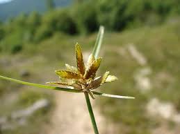 Image result for Pycreus flavescens