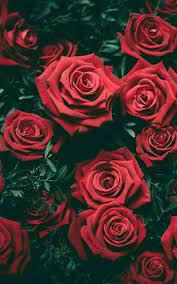 Here you can find the best red rose wallpapers uploaded by our community. Wallpaper Iphone Red Roses Wallpaperiphone Wallpaperiphonenaturefloral Wallpaperiphonevintag Flower Iphone Wallpaper Rose Wallpaper Red Roses Wallpaper