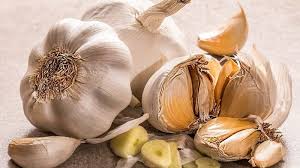Bunganya sangat besar dan tinggi, yang dikelilingi oleh seludang bunga yang juga berukuran besar. 30 Contoh Tumbuhan Monokotil Terlengkap Jendral Garam