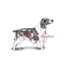 Image result for velššpringršpaněl