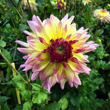 heute gibt es sonne satt plant leipzig gardening deutschland photoart gartenliebe perfectshot sachsen blute gart plants garten leipzig