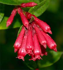 Image result for Cestrum elegans