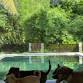 27th October 3 PM Puppy Yoga Canggu event image