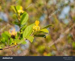 Image result for Grewia stolzii