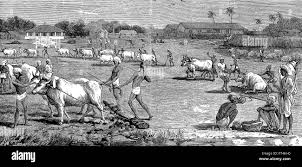 Indigo factory india hi-res stock ...