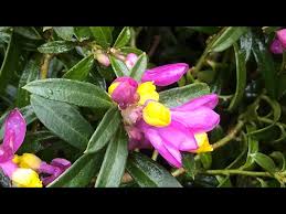 Image result for Polygala nematophylla