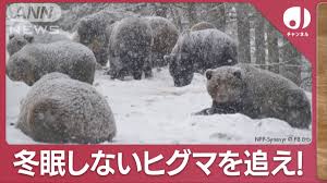 出没相次ぐ“冬眠しないクマ”北海道でドローン追跡…「1度上昇で冬眠期間6日短縮」