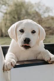 Pups will be the old english labrador. White Lab Puppies For Sale Purebred English Labrador Puppies