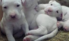 Go out in the evenings? Dog In Heat Good Pit Bulls