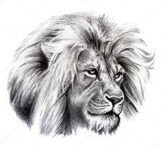 Карандашный рисунок головы льва Стоковая иллюстрация ©FirsArt #114234208