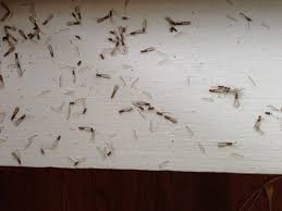 Drywood Termite Swarmers They Are Attracted To Light Therefore You May Find Them On Your Window Sills Or Around Glass Wood Termites Termites Drywood Termites