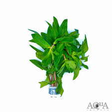 Image result for Nesaea