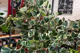 Image result for Ficus triangularis