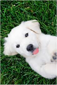 Energetic and loving, golden retrievers enjoy pleasing their masters, so obedience training can be very rewarding. English Golden Retriever Puppy Animal Photography Dogs Cute Dogs And Puppies English Golden Retriever Puppy