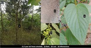 Image result for Tessmannia burttii