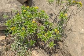 Image result for Psiadia punctulata