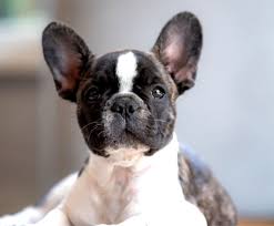 Pet health and wellness that's one step ahead. Welcome To Woodlawn Animal Hospital Woodlawn Animal Hospital