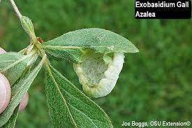 Galls On Azaleas Bygl