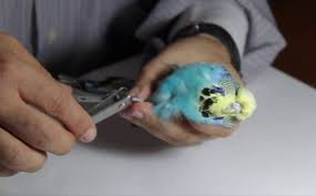 Muhabbet Kusu Tirnak Kesimi Miyhav Com