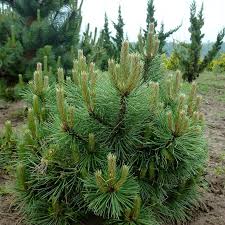 Image result for Pinus nigra