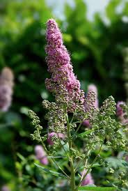 Image result for Spiraea billardii