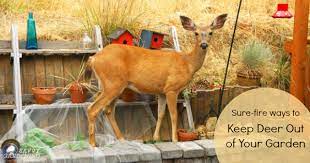 And because this repellent doesn't physically touch plants, it's perfect for vegetable gardens. Deer Proof Gardens 4 Sure Fire Ways To Keep Deer Out Of Your Garden
