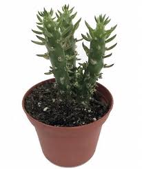 Eve S Needle Cactus Opuntia Subulata Easy To Grow 3 Pot Cactus Flower Cactus Plants
