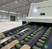 Avocado Quality Control: Avocado Optical Sorting Grading Machine