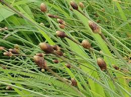 Image result for Fimbristylis