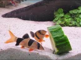 If it has become spicy adding some coconut milk will make it mild. How To Feed Your Fish Cucumbers Updated Youtube