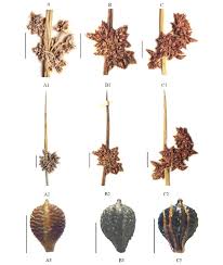 Image result for Schoenoplectus muriculatus