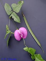 Image result for Centrosema