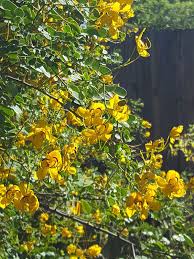 Image result for Senna bicapsularis