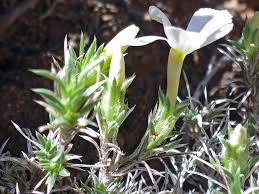 Image result for Polemoniaceae