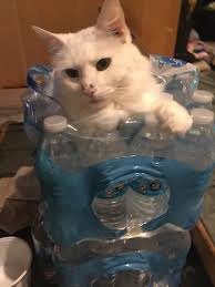 Mourning doves behavior in backyards