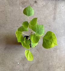 Image result for Erythrina × coddii