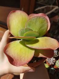 Photos, art, growing tips, sales/trades, news, stories. My Flapjack Always Looks So Thirsty Succulents