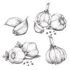 16 Scientific Health Benefits Of Garlic Facts Nutrients Benefits Drawings Drawing Set Art Sketches