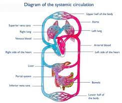 We did not find results for: Sistem Peredaran Darah Pengertian Fungsi Organ Cara Kerja