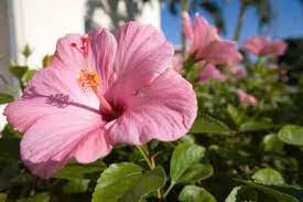 When Should You Plant Luna Hibiscus Hibiscus Tree Hardy Hibiscus Hibiscus Plant