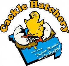 Cacklehatchery Coupons Codes Just 1 50 For Weekly Special Heavy Straight Run Cacklehatcherycoupons Cacklehatcheryc Free Promo Codes Coupons Online Coupons