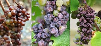 Image result for Botrytis cinerea