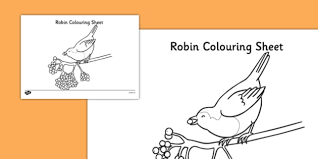 Unlike other types of birds the northern cardinal does not migrate during the even the more subtly colored females, with lovely red highlights in their light brown feathers. Robin Template Themed Colouring Pages Teaching Resource
