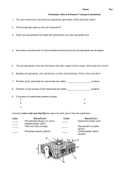 Moving up the concentration gradient. Cell Passive Transport Worksheet Answers Promotiontablecovers