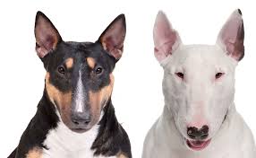 The Blissful Dog Bull Terrier Shop For Dry Noses Rough Paws Anxiety