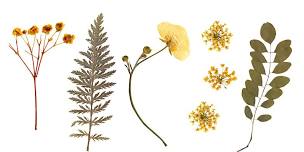 Creating an Heirloom Herbarium