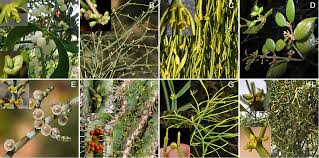 Image result for Viscum bagshawei