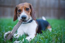 Shop items you love at overstock, with free shipping on everything* and easy returns. 6 Reasons Why You Should Consider A Beagle Pethelpful