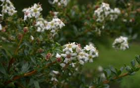 Image result for Escallonia